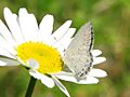 Summer Azure Ottawa