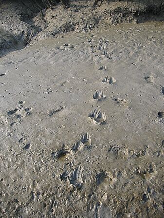 Sunderbans 049