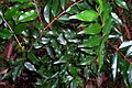 Syzygium francisii leaves