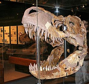 T. rex MOR 008