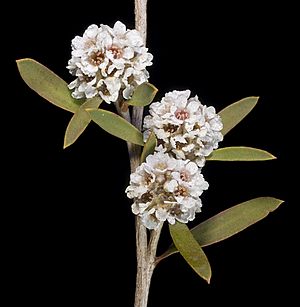 Taxandria linearifolia (15248870507).jpg