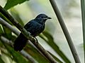 Thamnomanes caesius Cinereous Antshrike (male); Canutama, Amazonas, Brazil