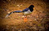The Yellow-billed Blue Magpie or Gold-billed Magpie1