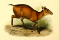The book of antelopes (1894) Cephalophus dorsalis