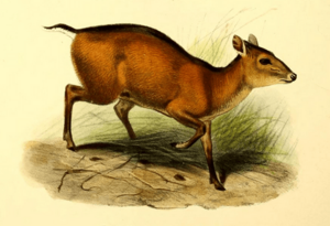 The book of antelopes (1894) Cephalophus dorsalis