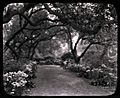 Unidentified Garden in Pasadena, California (slide) (3953273590)