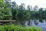 A pond in Uwharrie National Forest.