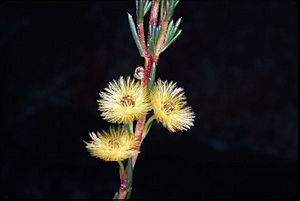 Verticordia grandiflora.jpg