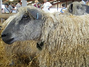 Wensleydale sheep, Suffolk Show