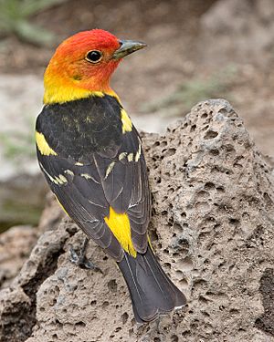 Western Tanager (male).jpg