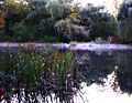 Whitnall park pond - milwaukee
