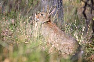 Wild rabbit in grass