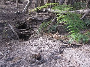 Wombat burrow-Narawntapu