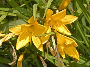 Xanthorrhoeaceae - Hemerocallis citrina.JPG