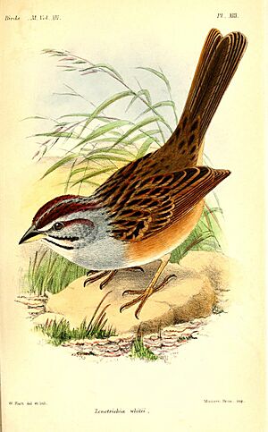 ZonotrichiaWhitiiHart