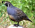 069 - CALIFORNIA QUAIL canet rd, sloco, ca (8718696139) (cropped)