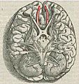 1543,Vesalius'OlfactoryBulbs