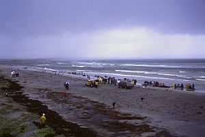 1986 beached whales in Flinders Bay (5)