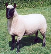 2000 UK Ewe of the Year (Clun Forest breed, Court Llaca flock)
