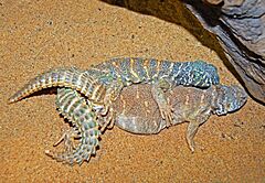 Agamidae - Uromastyx ornata (mating)