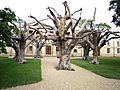 Ai Weiwei Trees Downing College B