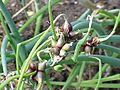 Allium fistulosum bulbifera0