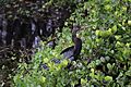 An anhinga perches among the branches at BCNP