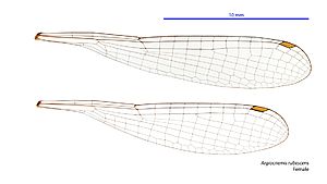 Argiocnemis rubescens female wings (34441641400)