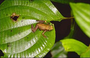 Atelopus franciscus.jpg