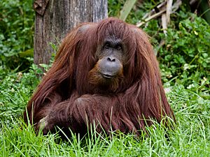 Auckland Zoo (36230423853)
