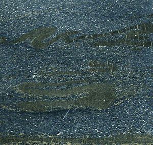 Banded massive sulfide (silver-lead-zinc ore) (Sullivan Deposit, Aldridge Formation, Mesoproterozoic, 1470 Ma; Sullivan Mine, se British Columbia, Canada) 4 (14851820647)