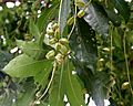 Barringtonia acutangula (Freshwater Mangrove) fruits in Kolkata W IMG 8545