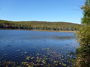 Beckley Bog