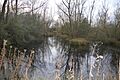 Begwary Brook nature reserve 9