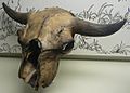 Bison antiquus p1350762