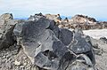 Black Dacite (15302069522)