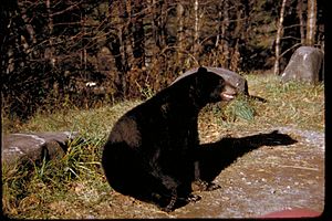 Black bear sitting upright at Great Smoky Mountains National Park, Tennessee and North Carolina (d846aeb0-01e0-4bb5-801c-d6bb26d13f85)