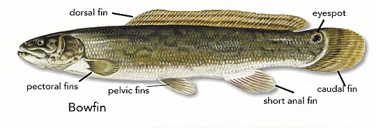 Bowfin fin and eyespot diagram