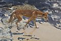 Canis lupus dingo, Fraser Island