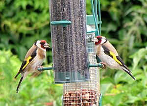 Carduelis carduelis -United Kingdom -two at garden bird feeder-8