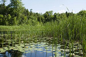 Ced-Bog lake June2013