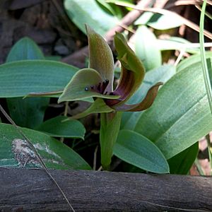 Chiloglottis jeanesii.jpg