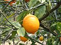 Citrus latifolia1SHSU