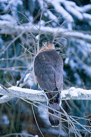 Cooper's hawk in snow whitehurst-brown divide (16560709775)
