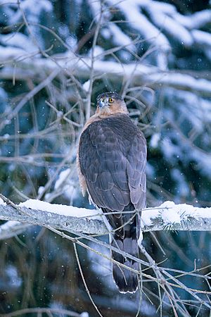 Cooper's hawk Facts for Kids