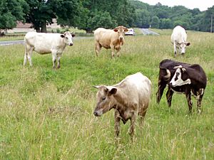 Cows on Selsley Common - geograph.org.uk - 192472.jpg