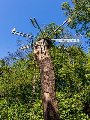 Data Tree artwork in Lesnes Abbey Woods (1) - 2023-06-04