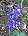 Delphinium tricorne Kentucky