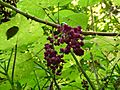 Dendrocnide moroides fruits SF21168