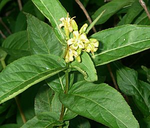 Diervilla-sessilifolia-bloom